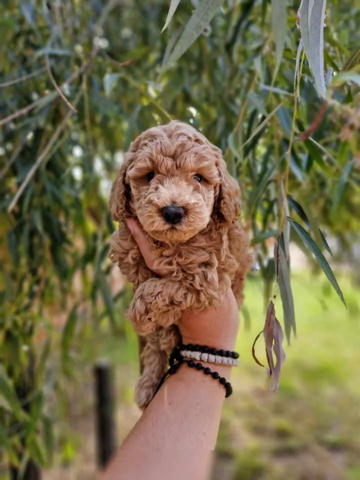 Pudla (patuljasta) na prodaju, Novi Sad (3)