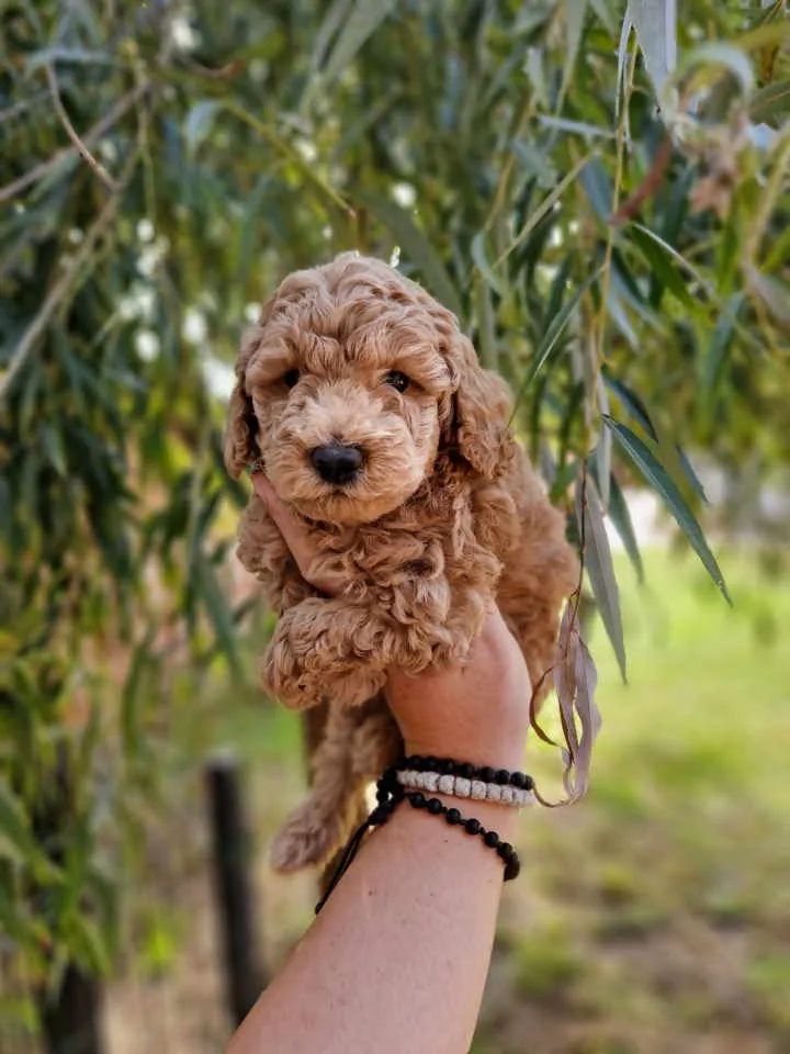 Pudla (patuljasta) na prodaju, Novi Sad (4)