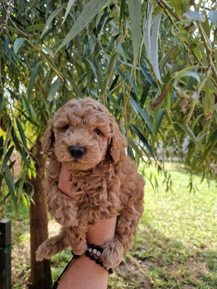 Pudla (patuljasta) na prodaju, Novi Sad (5)