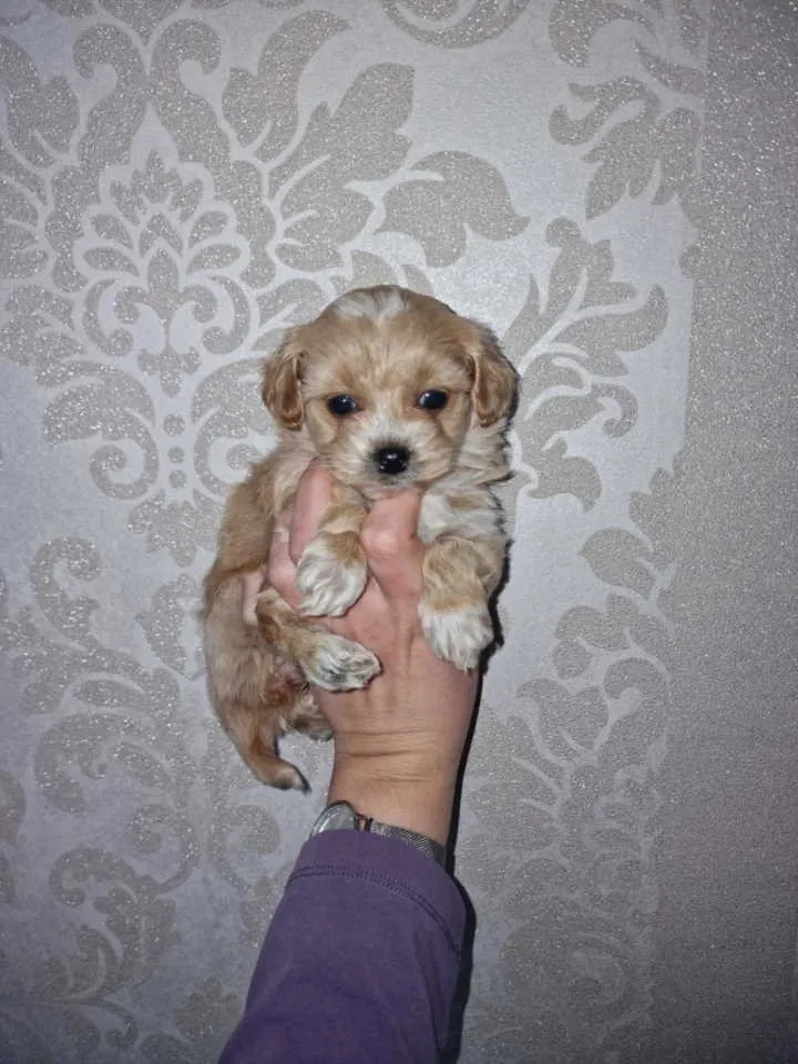 Mešanac na prodaju, Novi Sad (2)