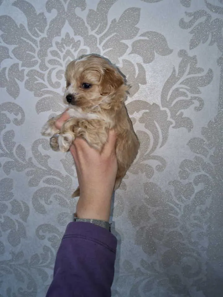 Mešanac na prodaju, Novi Sad (3)