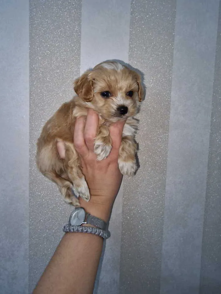 Mešanac na prodaju, Novi Sad