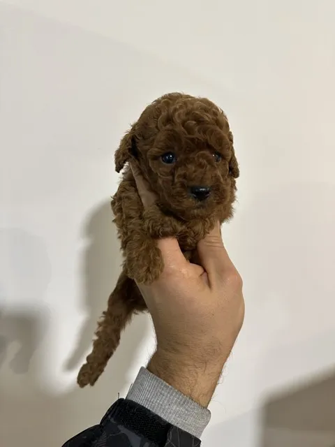 Pudla (patuljasta) na prodaju, Vrbas