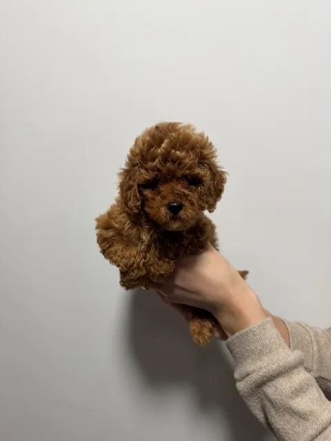 Pudla (patuljasta) na prodaju, Vrbas (2)