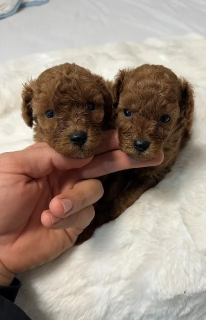 Pudla (patuljasta) na prodaju, Vrbas (3)