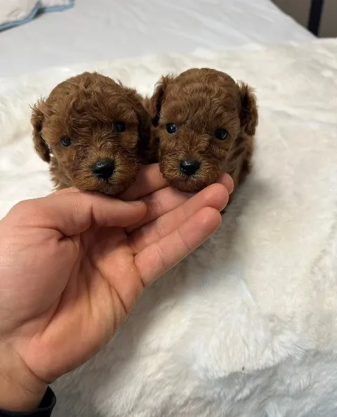 Pudla (patuljasta) na prodaju, Vrbas (4)