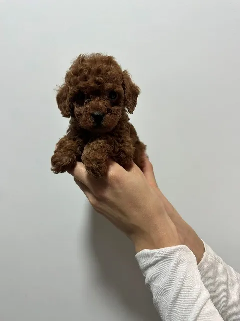 Pudla (patuljasta) na prodaju, Vrbas (5)