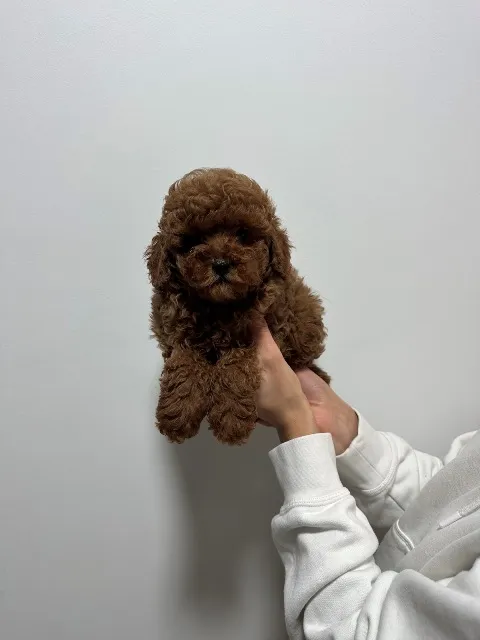 Pudla (patuljasta) na prodaju, Vrbas (6)