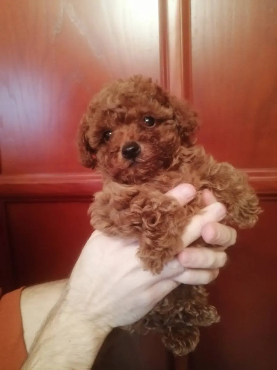 Pudla (patuljasta) na prodaju, Novi Sad (6)