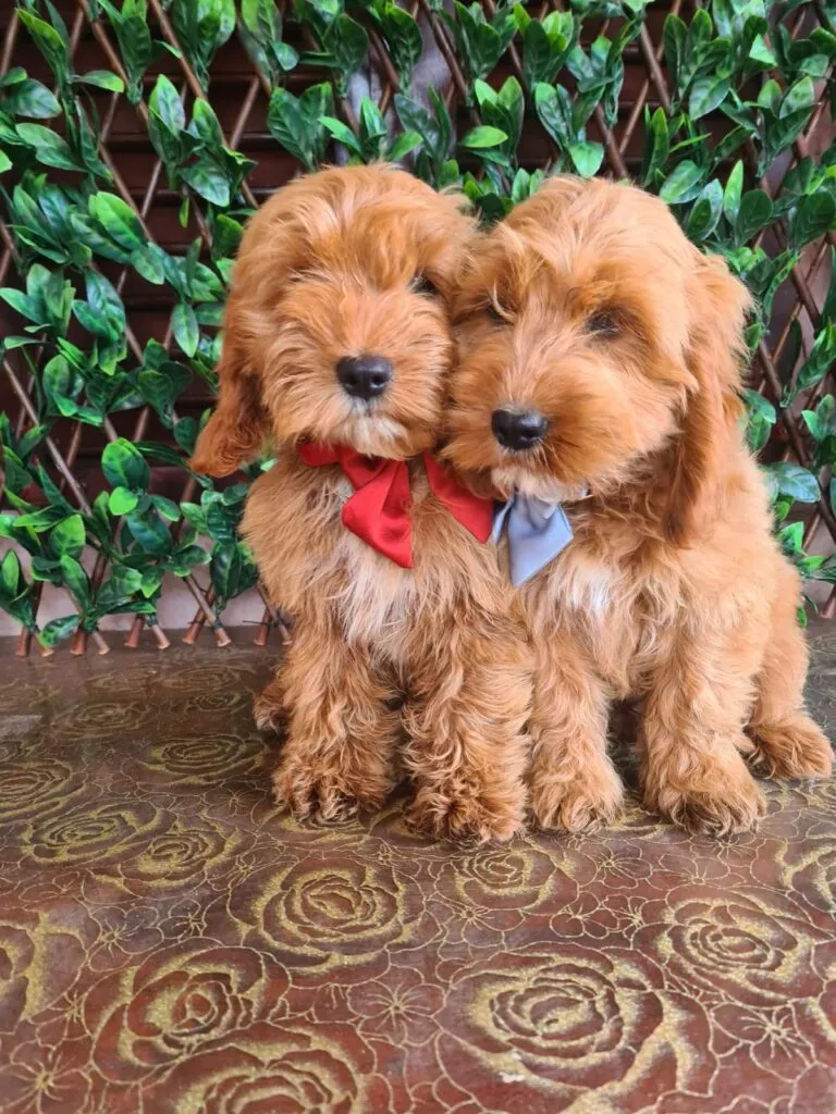 Ostalo na prodaju, Titel