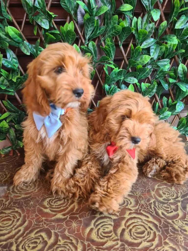 Ostalo na prodaju, Titel (2)