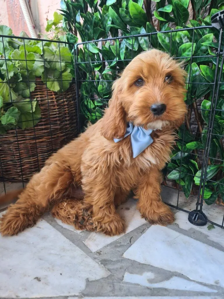 Ostalo na prodaju, Titel (3)