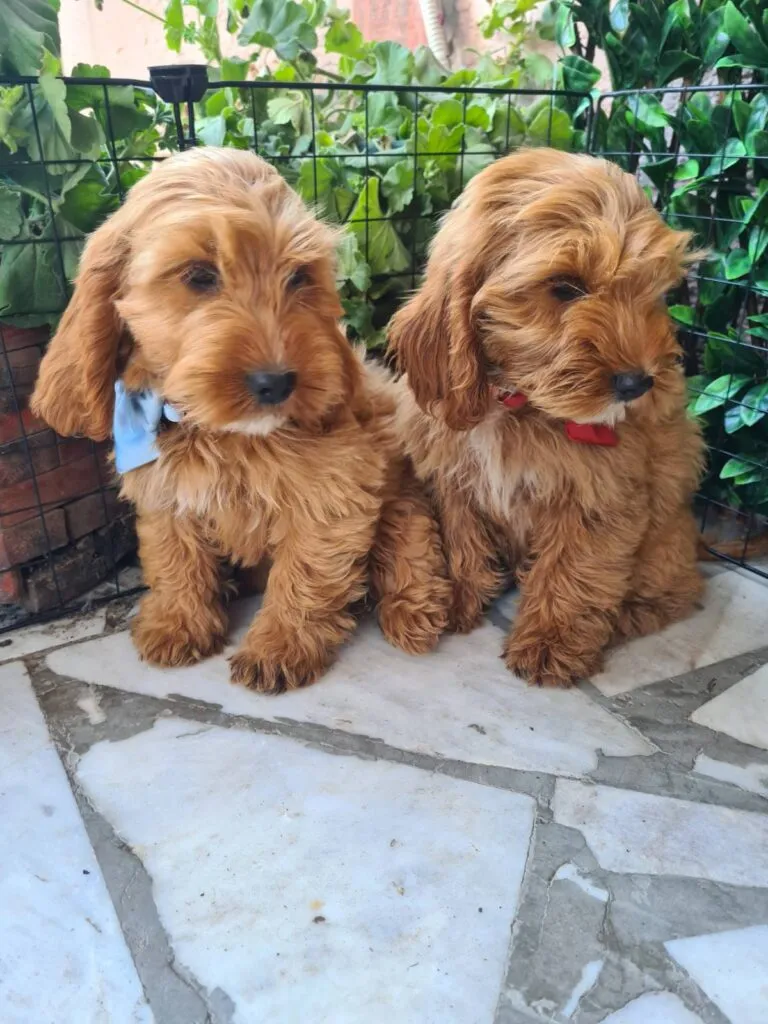 Ostalo na prodaju, Titel (4)