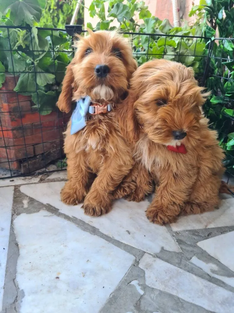 Ostalo na prodaju, Titel (5)