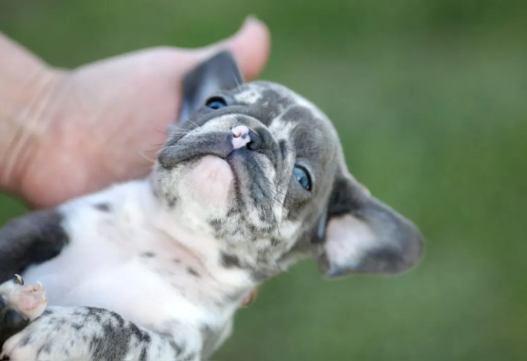 Francuski buldog na prodaju, Beograd (2)
