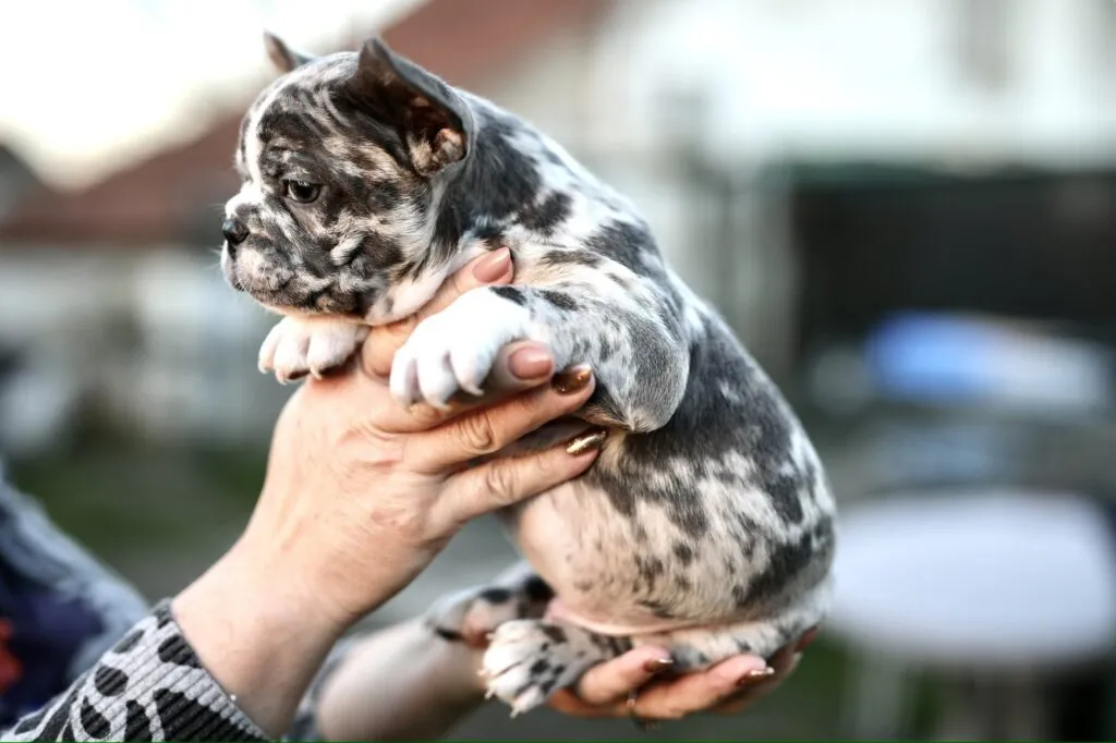Francuski buldog na prodaju, Beograd (4)