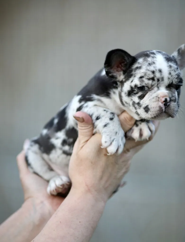 Francuski buldog na prodaju, Beograd (5)