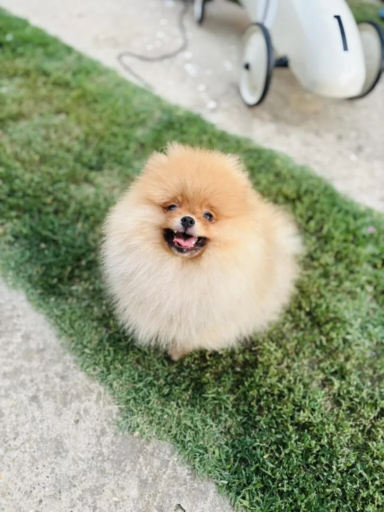 Ostalo na prodaju, Sremska Mitrovica