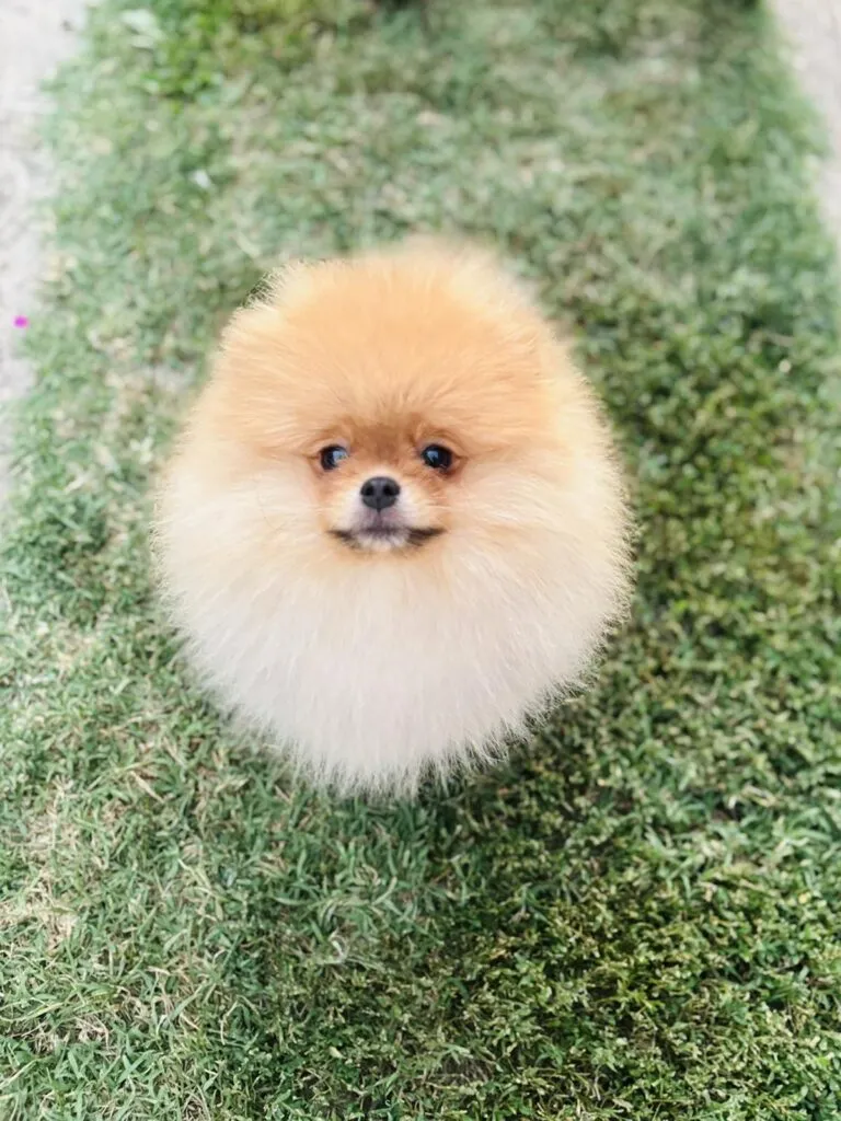 Ostalo na prodaju, Sremska Mitrovica (2)