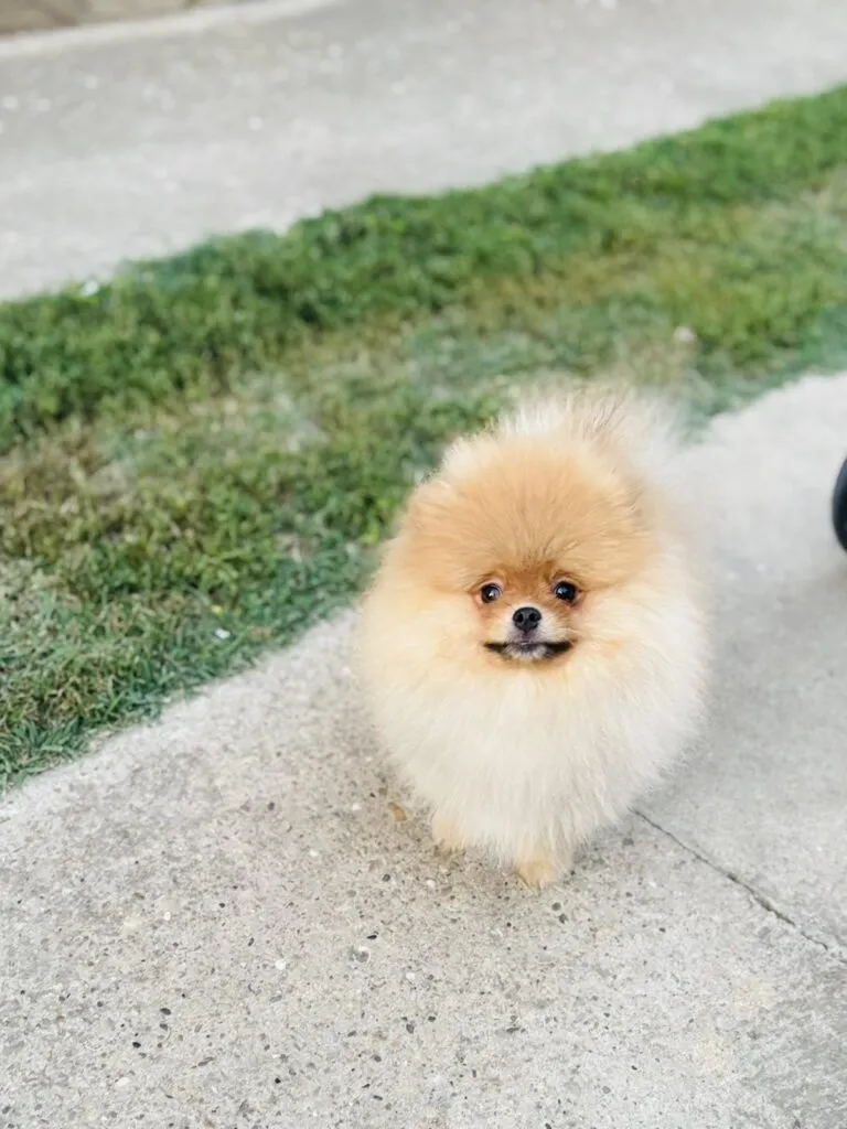 Ostalo na prodaju, Sremska Mitrovica (3)