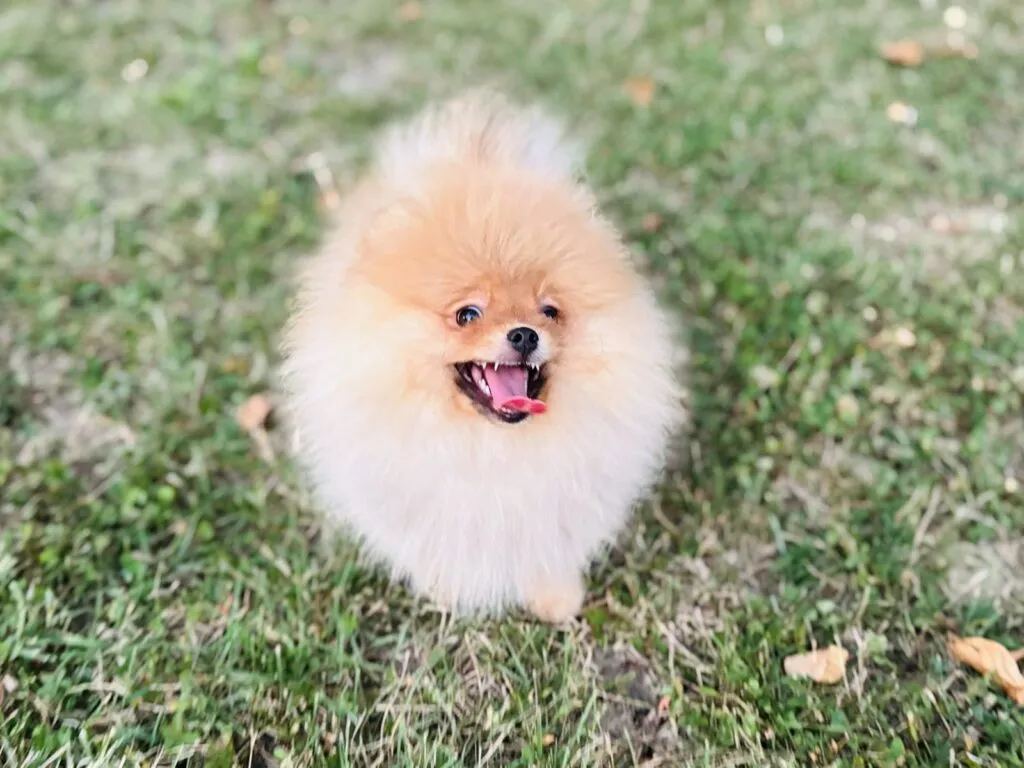 Ostalo na prodaju, Sremska Mitrovica (4)