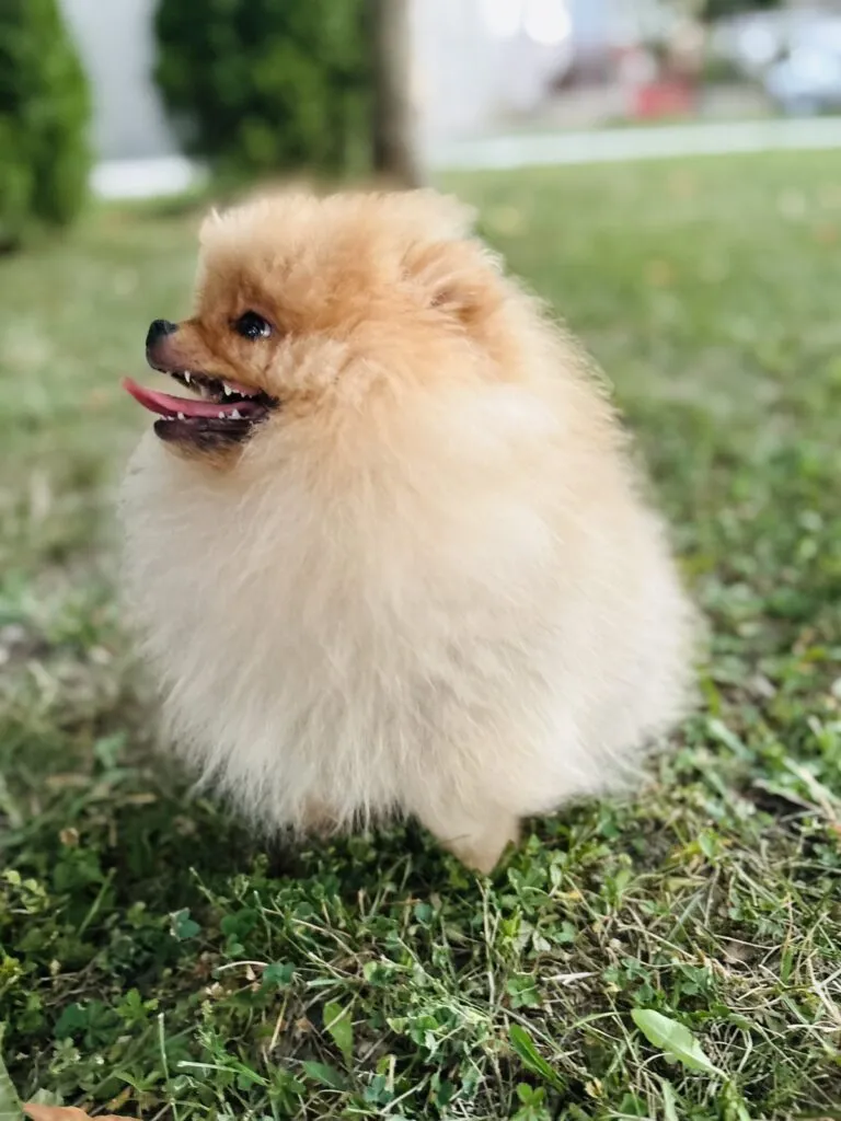 Ostalo na prodaju, Sremska Mitrovica (5)