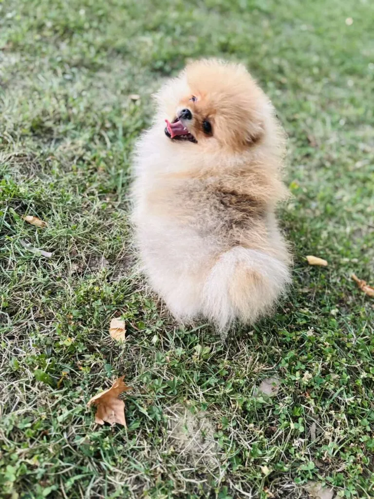 Ostalo na prodaju, Sremska Mitrovica (6)