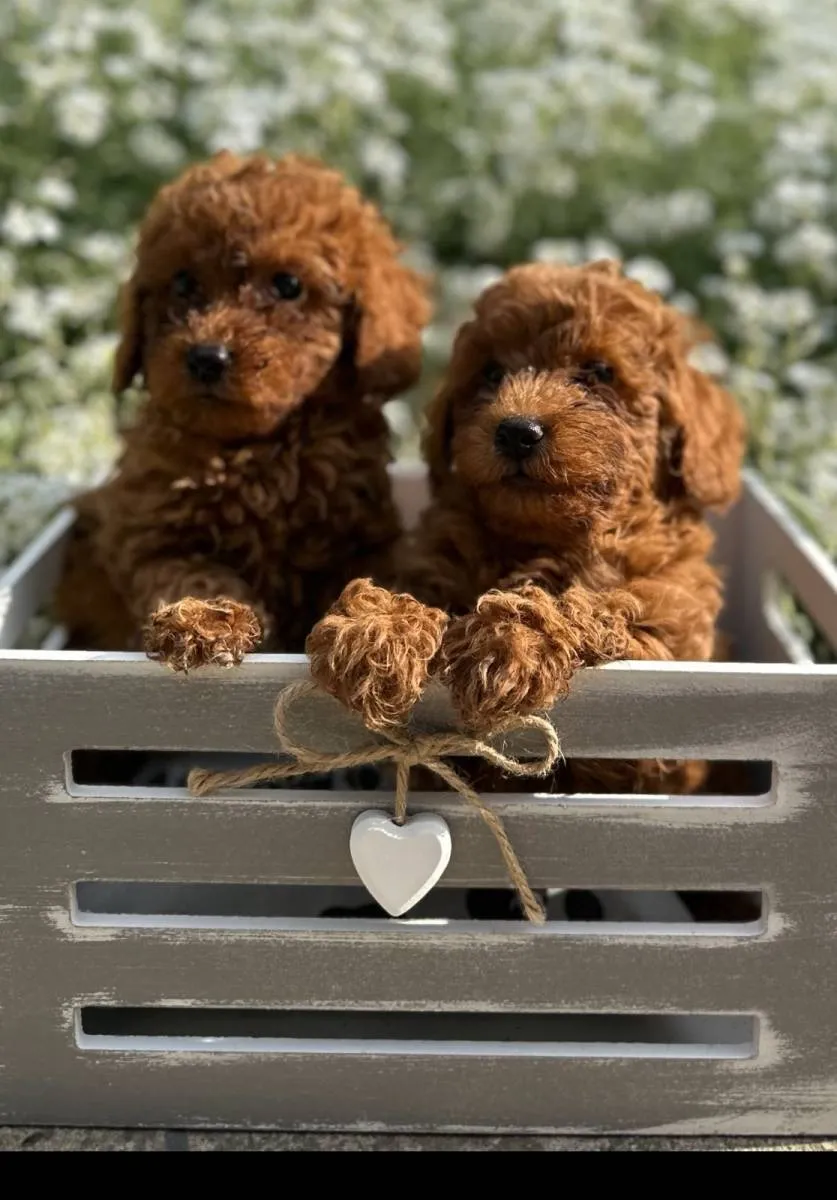 Pudla (patuljasta) na prodaju, Vrbas