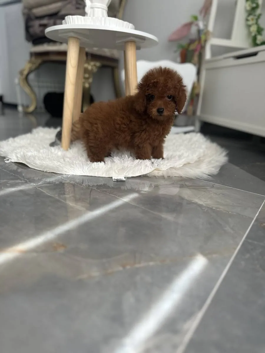 Pudla (patuljasta) na prodaju, Vrbas (5)