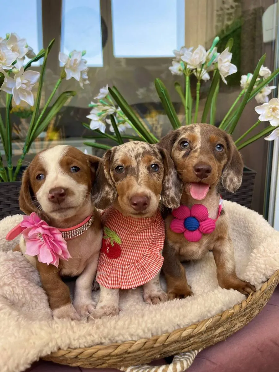 Jazavičar na prodaju, Novi Sad