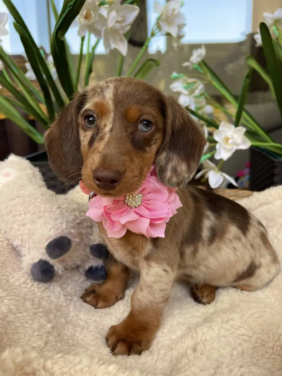 Jazavičar na prodaju, Novi Sad (2)