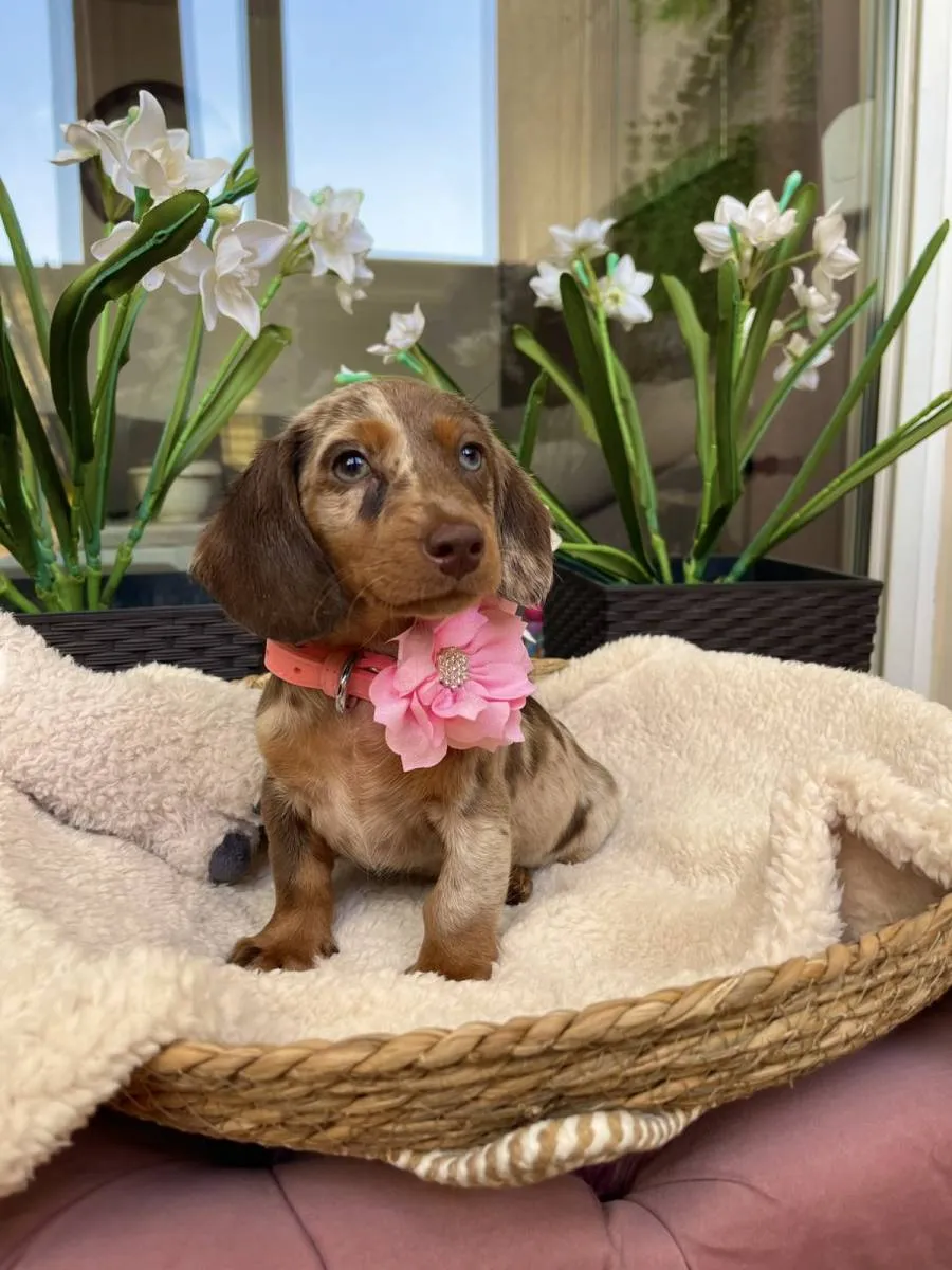 Jazavičar na prodaju, Novi Sad (3)