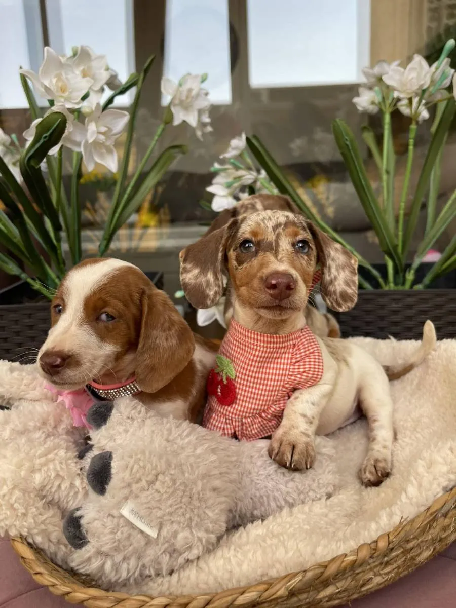 Jazavičar na prodaju, Novi Sad (4)