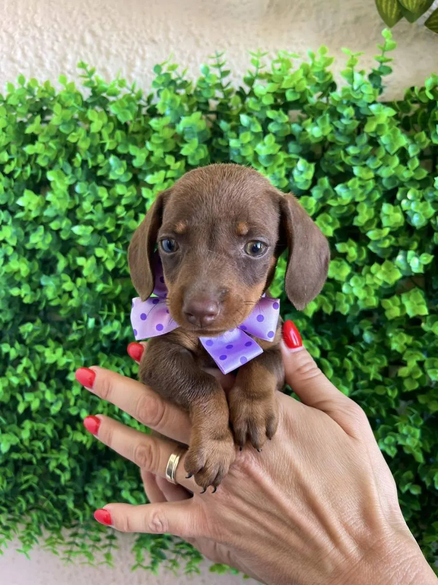 Jazavičar na prodaju, Novi Sad (5)