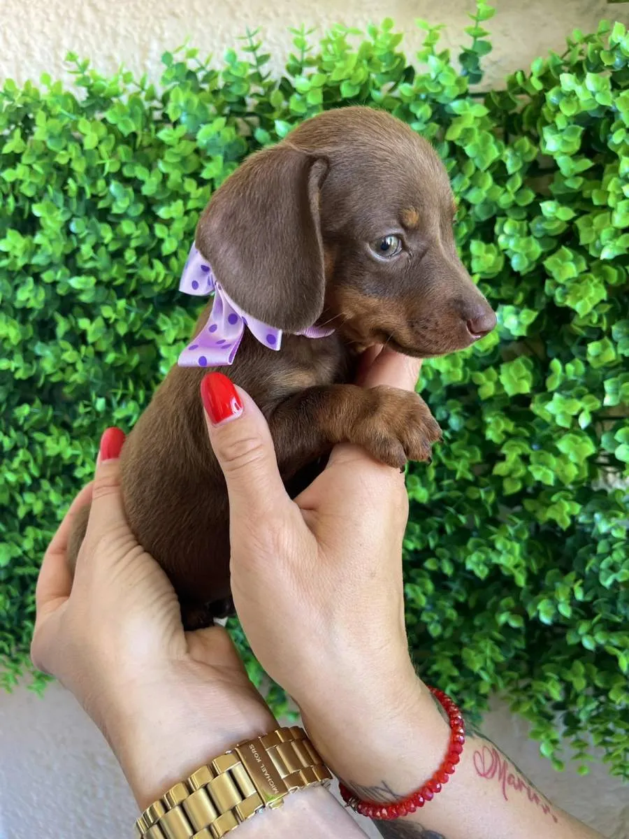 Jazavičar na prodaju, Novi Sad (6)