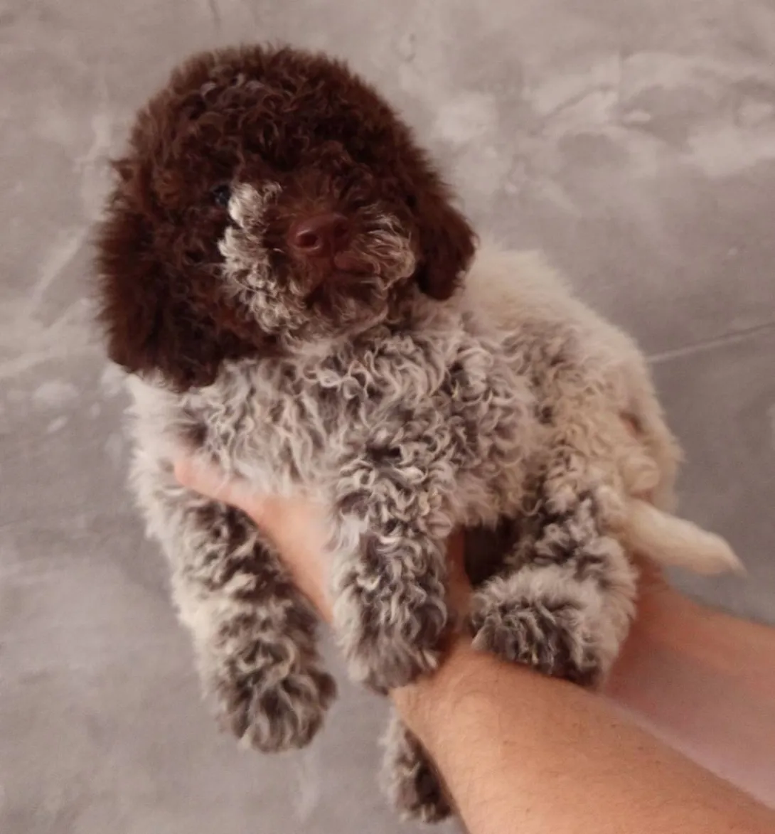 Lagoto romanjolo na prodaju, Prokuplje