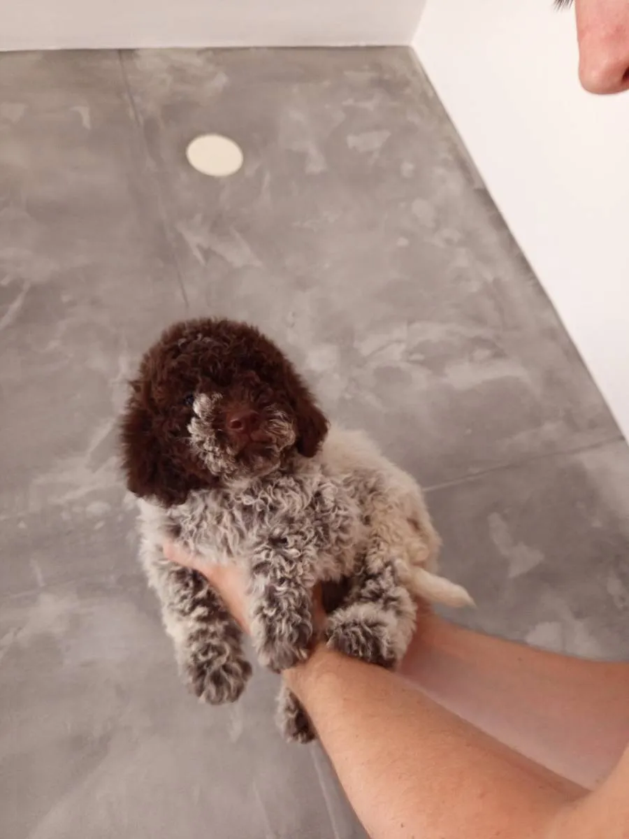 Lagoto romanjolo na prodaju, Prokuplje (2)