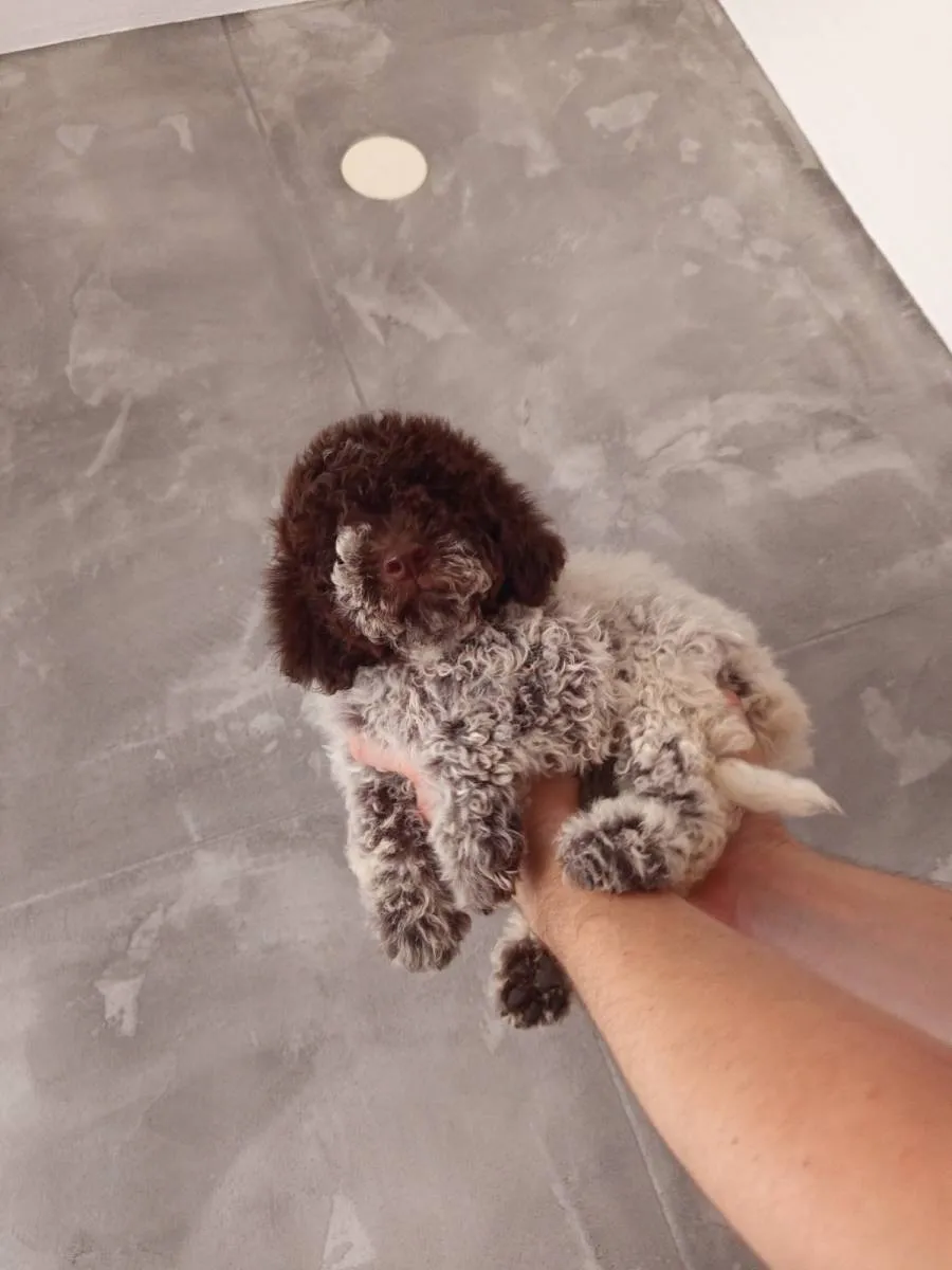 Lagoto romanjolo na prodaju, Prokuplje (3)