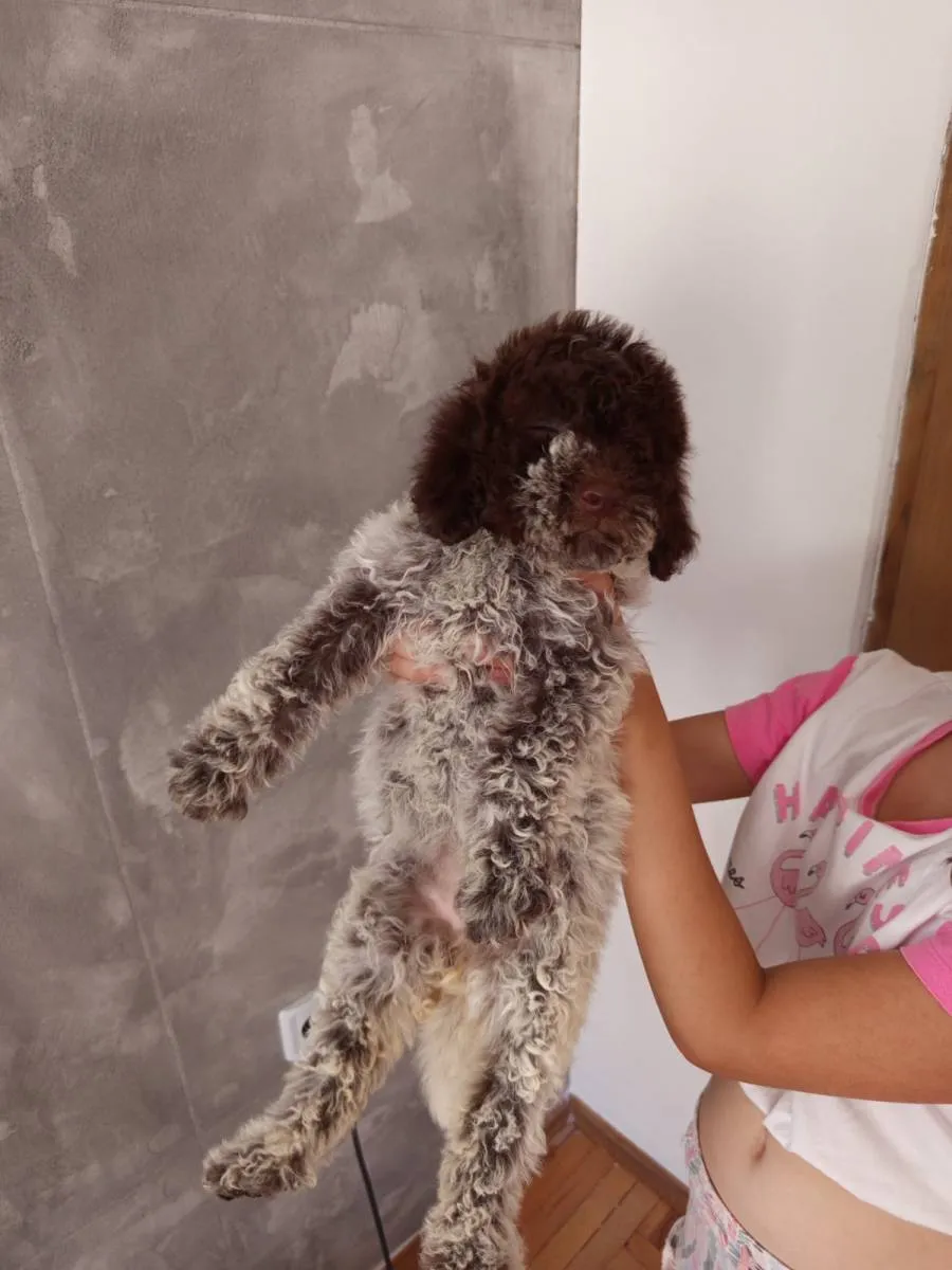 Lagoto romanjolo na prodaju, Prokuplje (4)