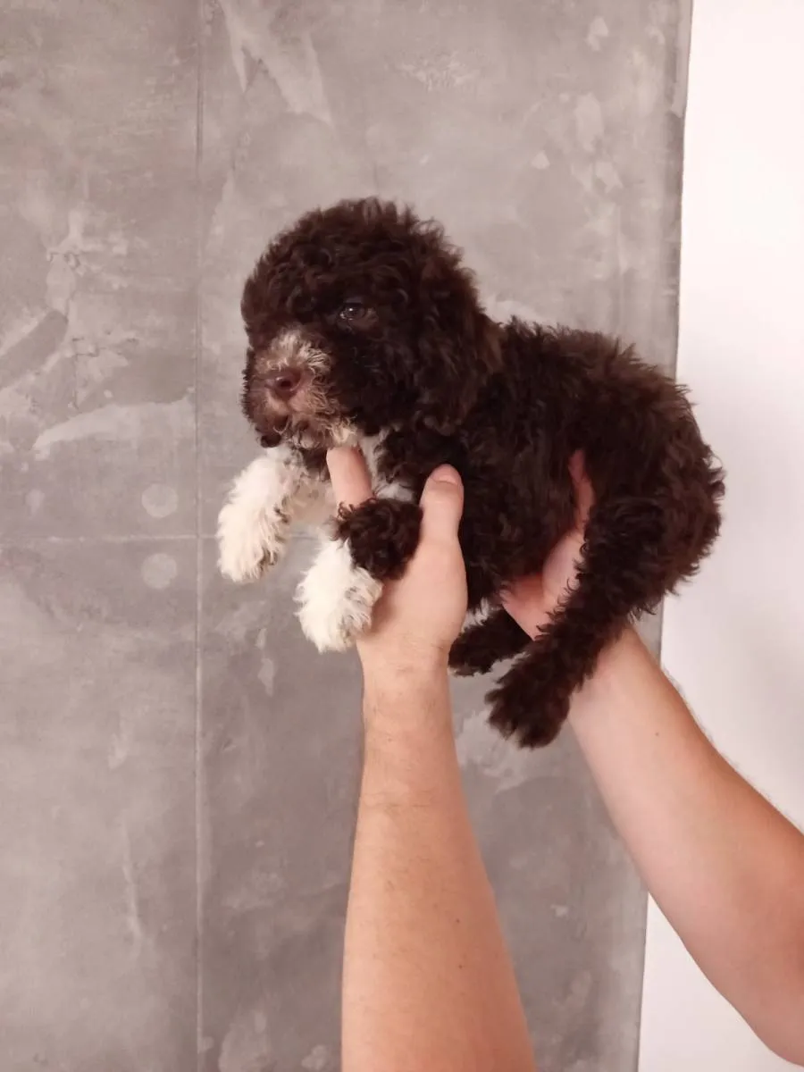 Lagoto romanjolo na prodaju, Prokuplje (5)