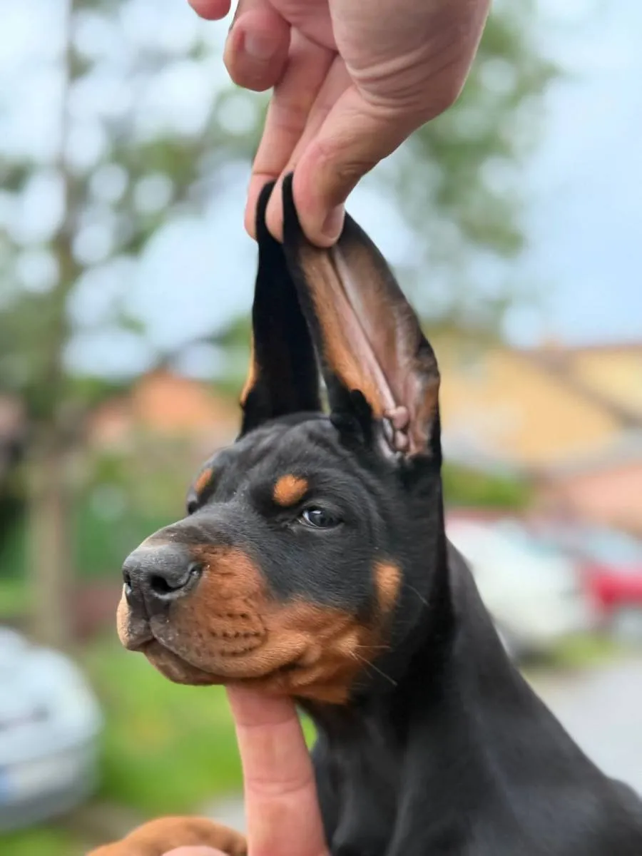 Doberman na prodaju, Novi Sad