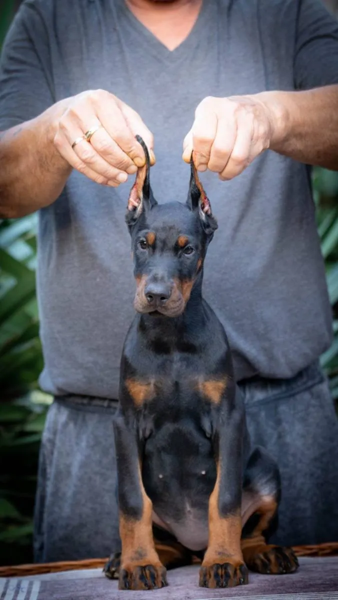 Doberman na prodaju, Loznica