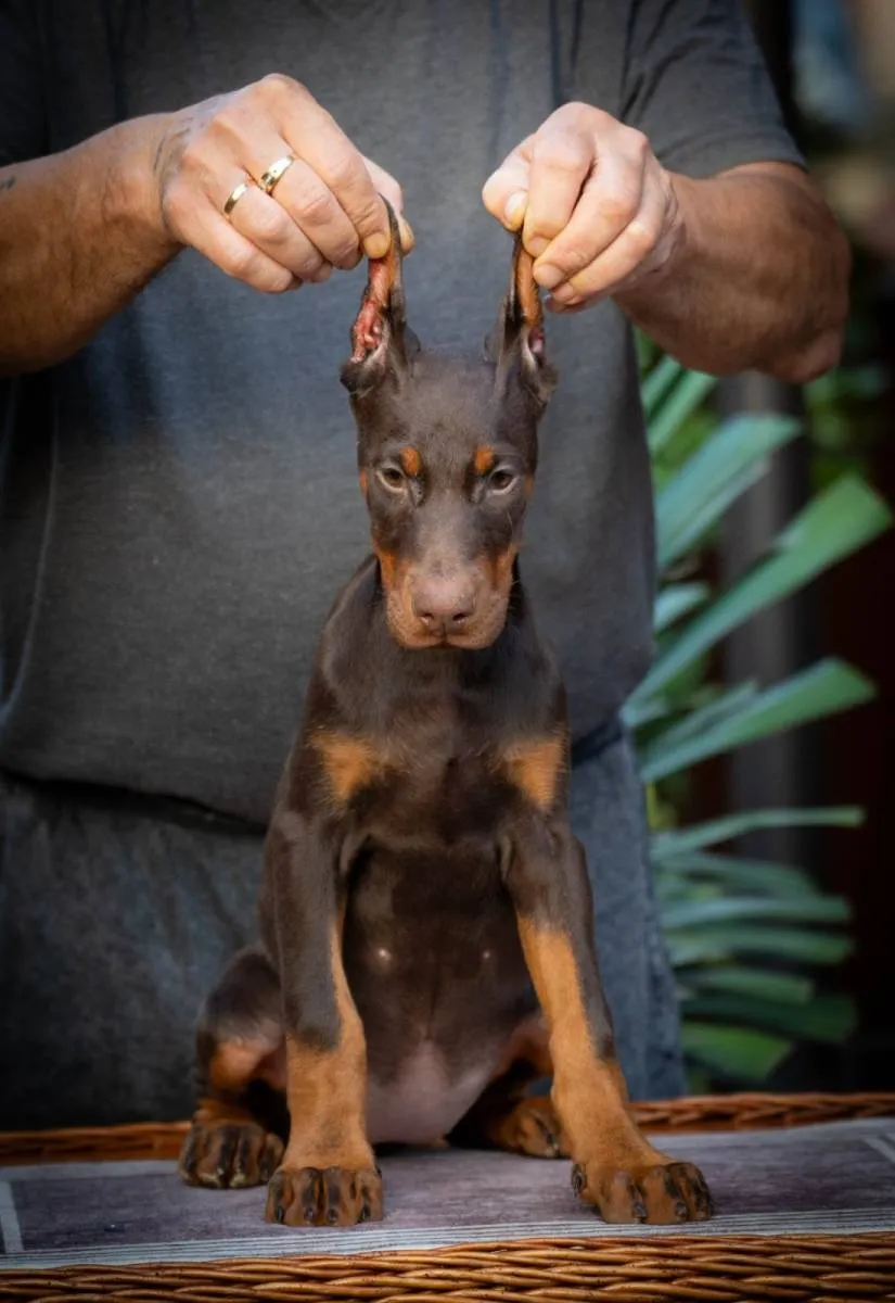 Doberman na prodaju, Loznica (2)