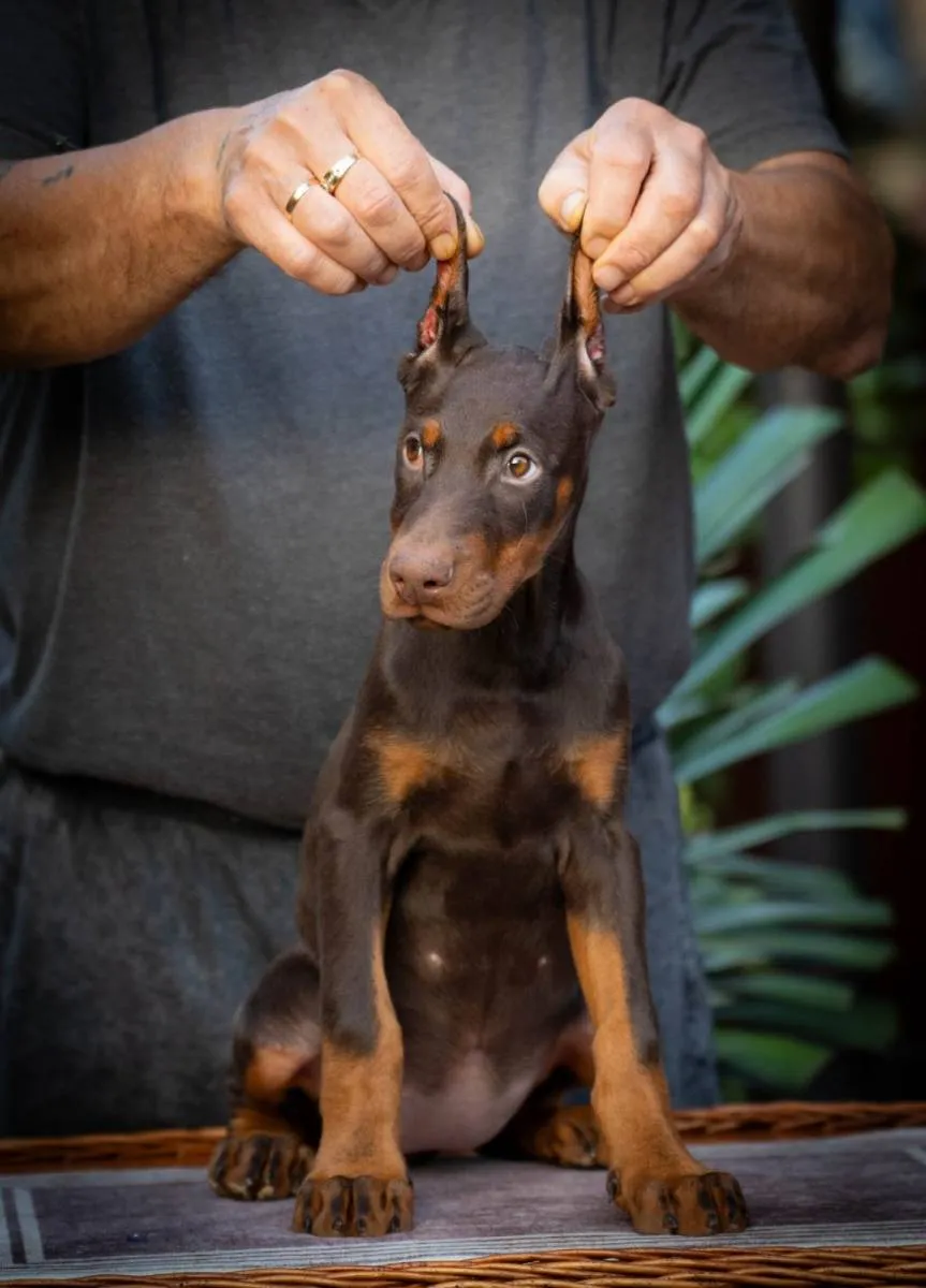 Doberman na prodaju, Loznica (3)