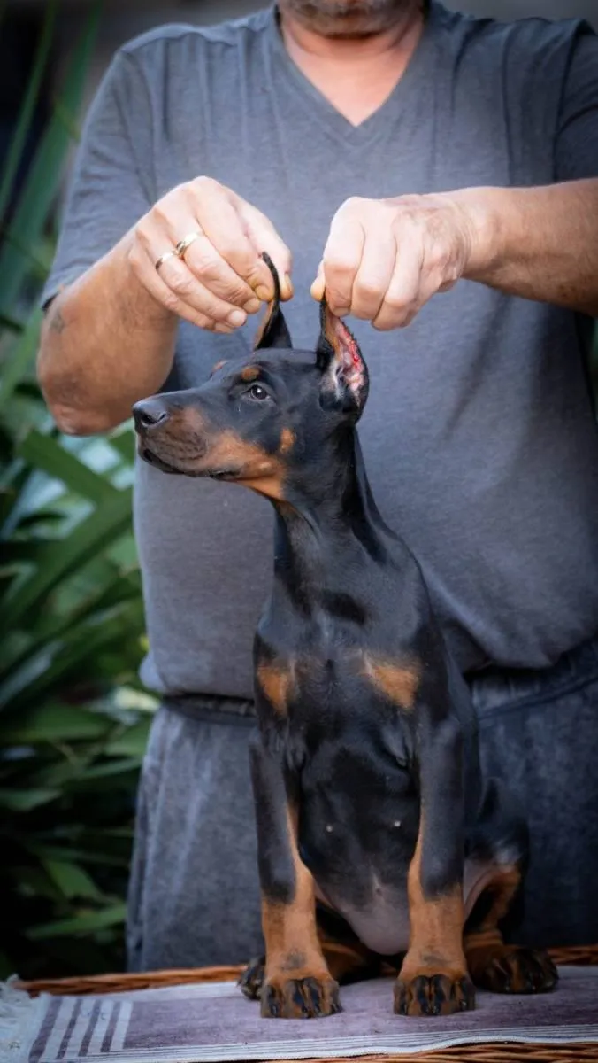 Doberman na prodaju, Loznica (4)