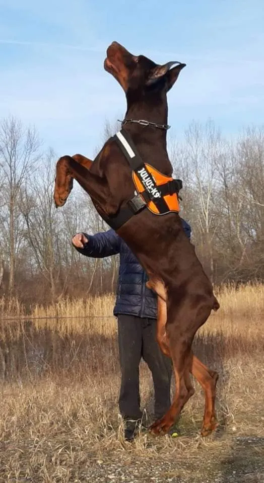 Doberman na prodaju, Loznica (5)