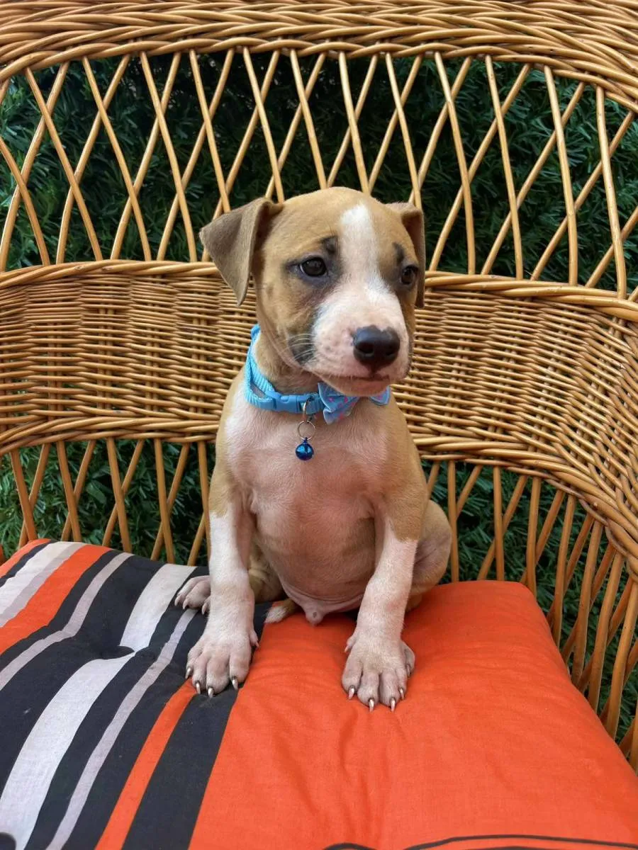 Ostalo na prodaju, Novi Sad