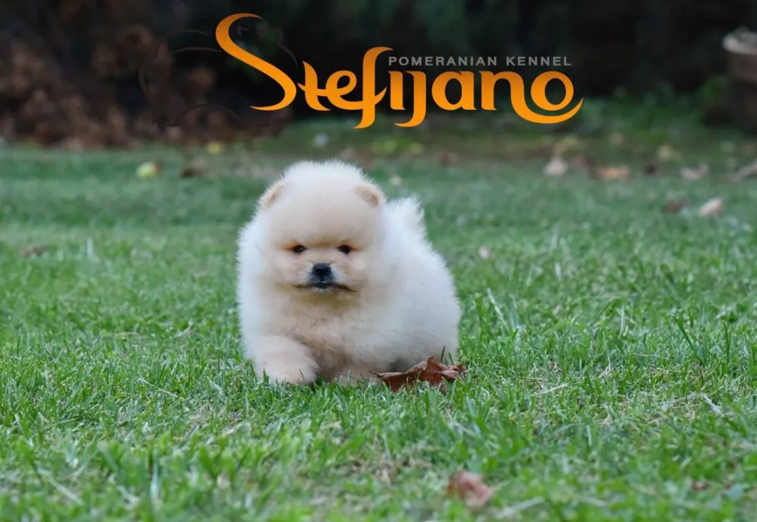 Ostalo na prodaju, Loznica (3)