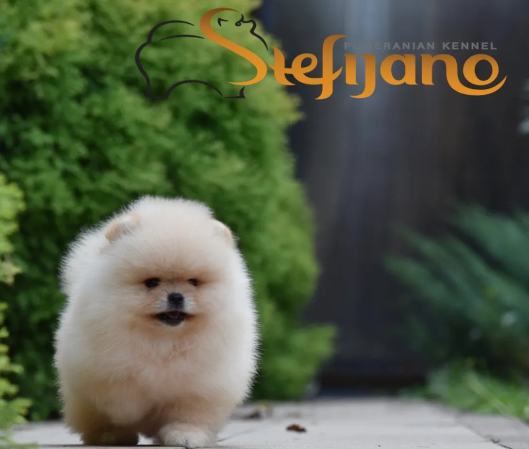 Ostalo na prodaju, Loznica (4)