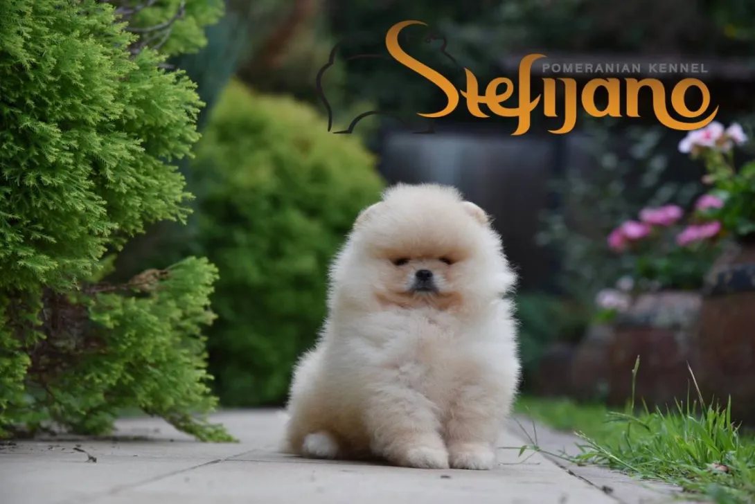 Ostalo na prodaju, Loznica (6)